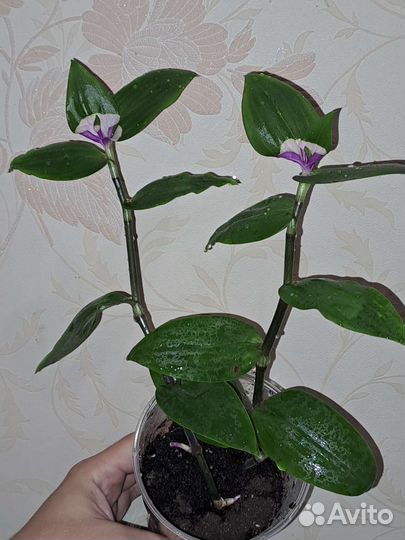 Традесканция Blushing Bride Застенчивая невеста