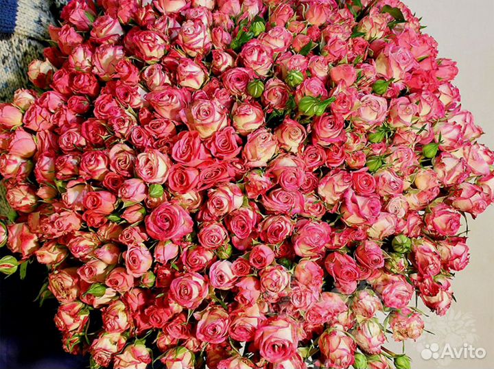 Букет из 81 кустовой розы