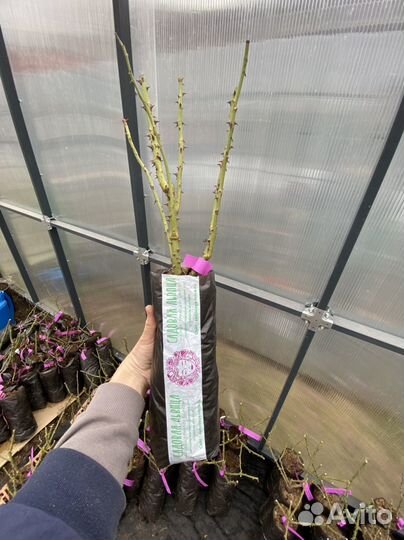 Роза Новалис флорибунда