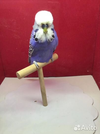 Попугаи ввп чехи выставочные попугаи