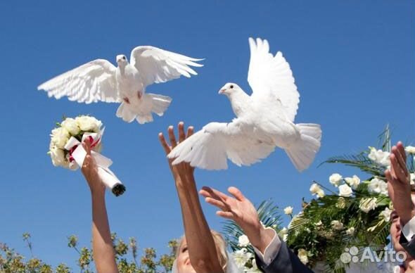 Продажа голубей