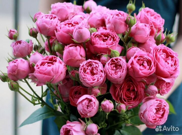 Пионовидные розы