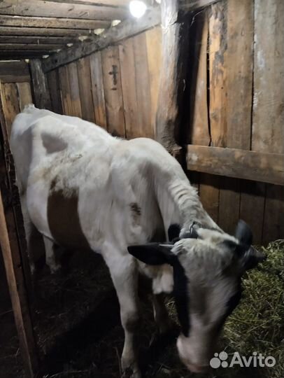 Молодой бычок 1 год