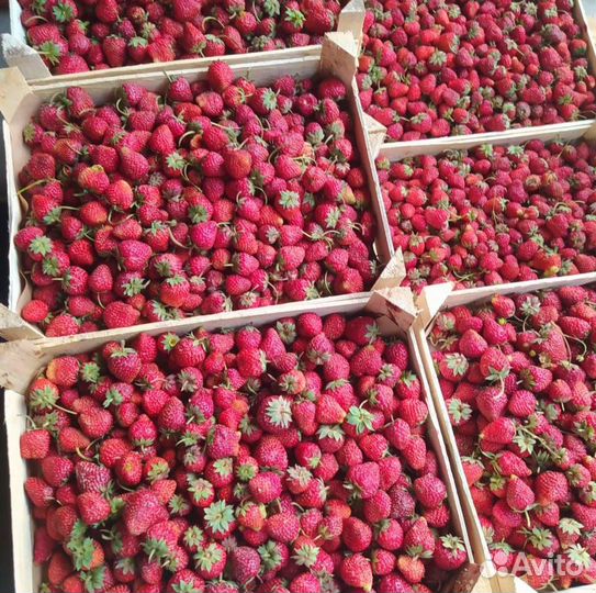 Вкусная клубника из Киргизии бесплатная доставка