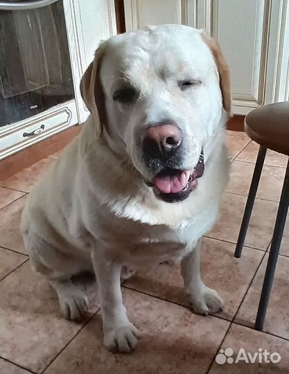 Кобель лабрадора вязка