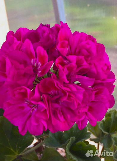 Пеларгония герань Яр Самарканд