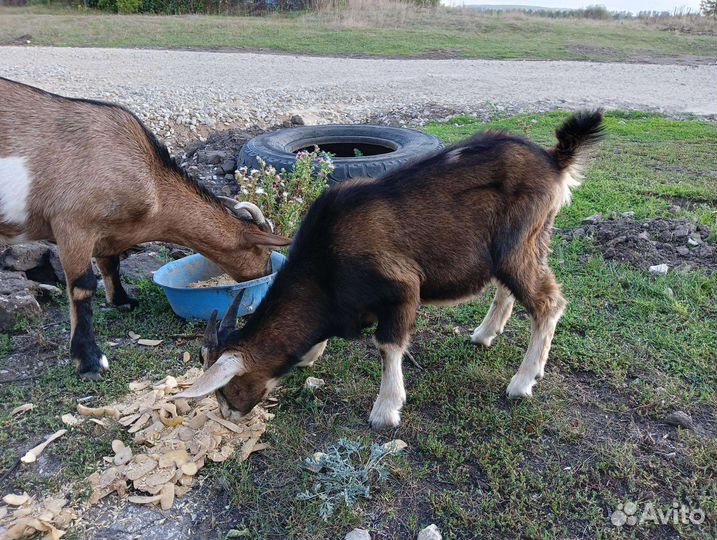 Англо нубийский козлик