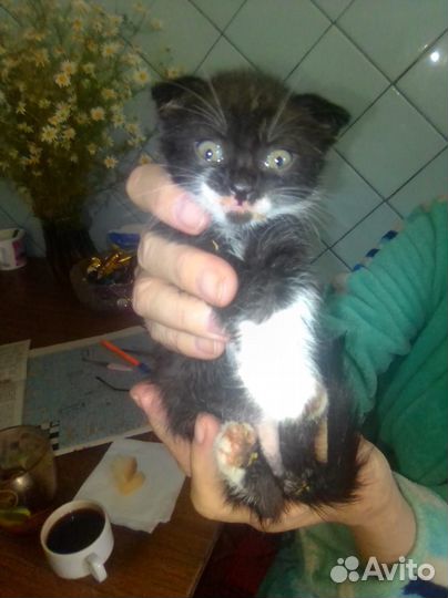 Котята вислоушки