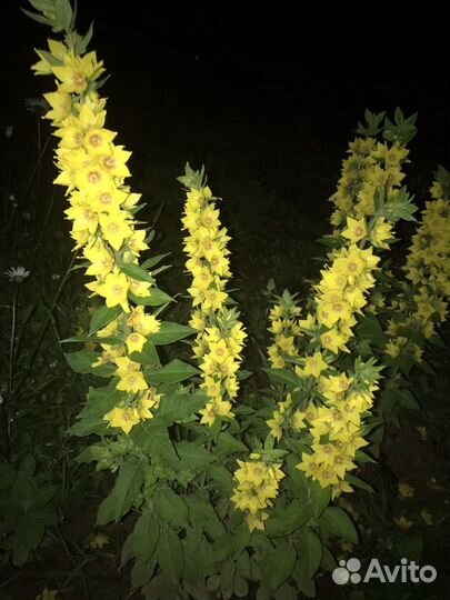 Бузульник Пржевальского, Вербейник Златовласка