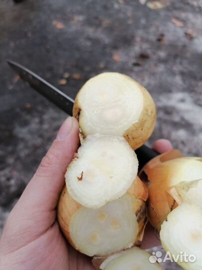 Лук репчатый на выгонку eгипетcкий севковый