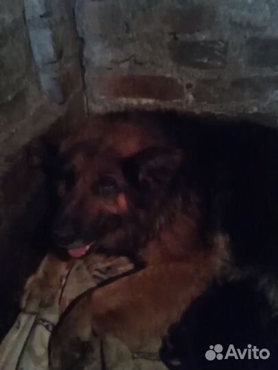 Щенки немецкой овчарки