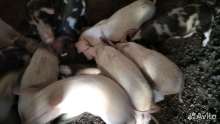 Поросенок ландрас