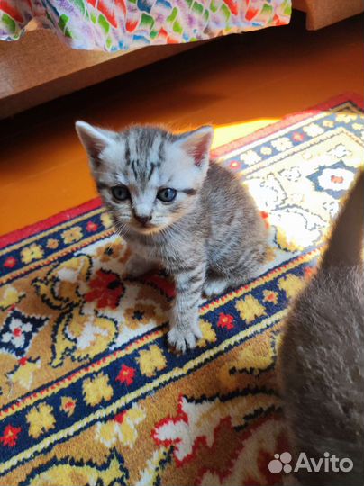 Шотландская