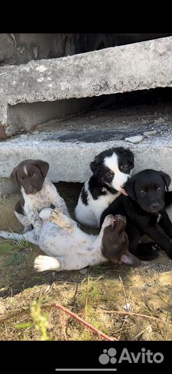 Щенок в добрые руки