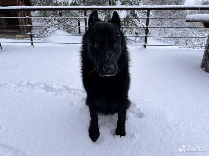 Собака ищет дом