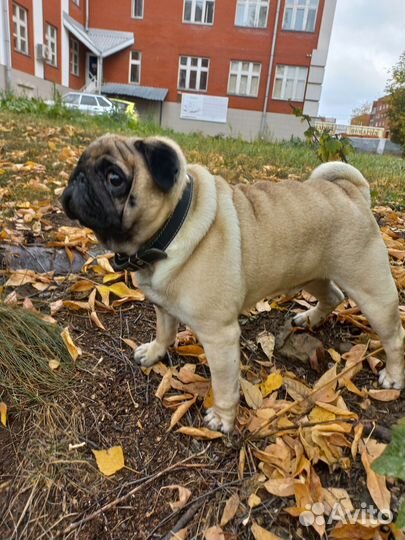 Мопс вязка мальчик