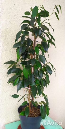 Фикус бенджамина