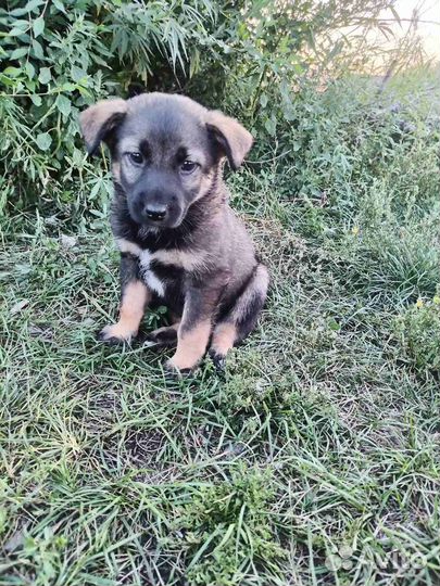 Щенки девочки