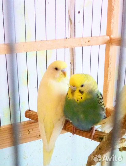 Волнистый Попугай