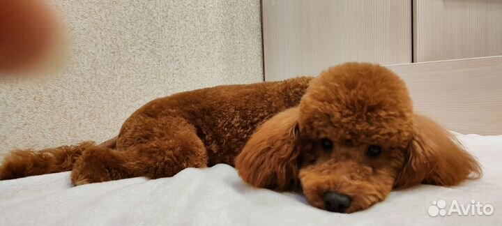 Вязка кобель той пудель