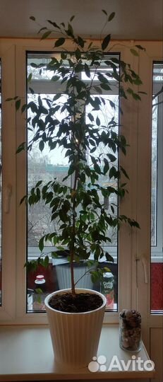 Фикус Бенджамина большой