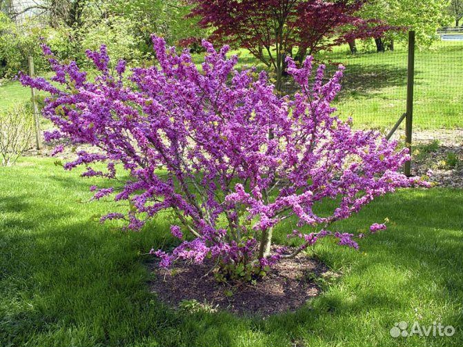 Церцис канадский саженцы
