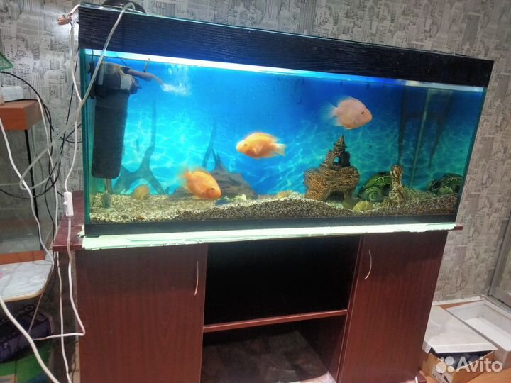 Аквариум
