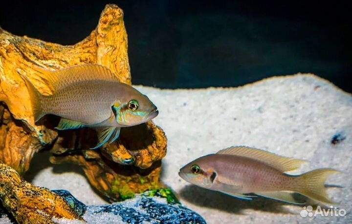 Аквариумные рыбки (своя разводня)