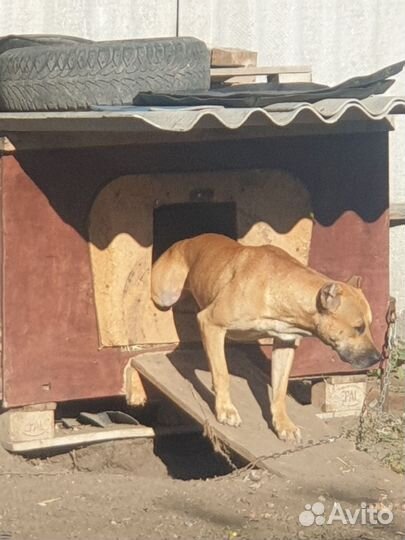 Отдам бесплатно