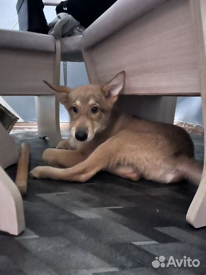 Собака в добрые руки щенок