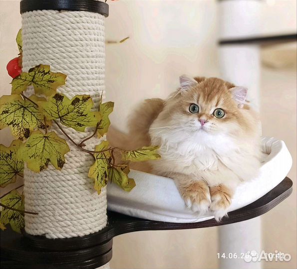 Золотая шиншила кошка