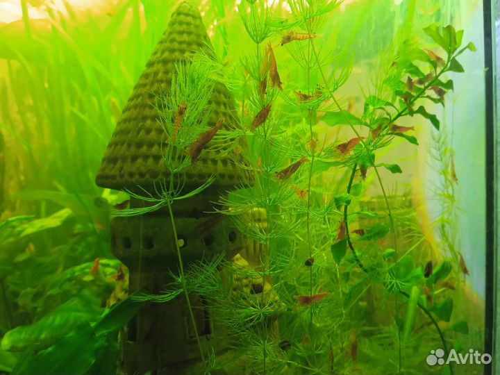 Аквариумные креветки