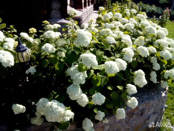 Питомник С, реализует декоративные растения