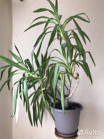 Юкка пальма