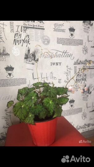 Бегония тигровая