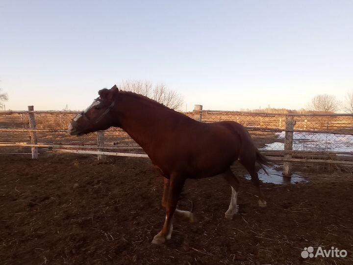 Жеребец 7 лет