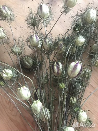 Нигелла (сухоцветы для флористики)