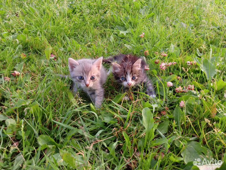 Отдам котят в добрые руки