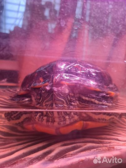 Красноухая черепаха