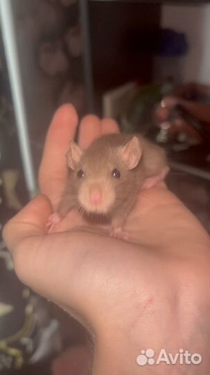 Крысята