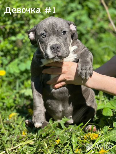 Американский булли щенки голубого окраса