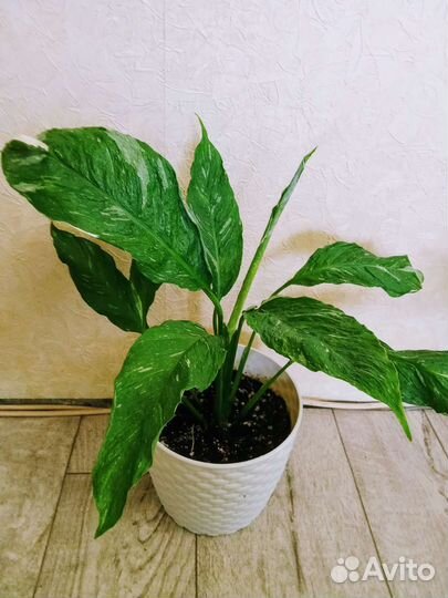 Спатифиллум джемени