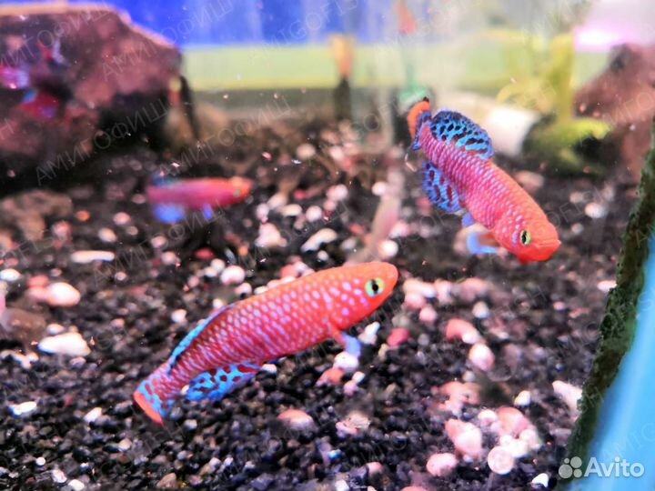 Нотобранхиус Рахова (Nothobranchius rachovi)