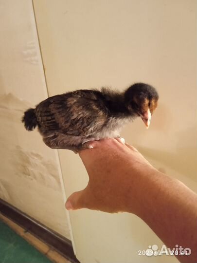 Продам 4х недельных цыплят амераукана