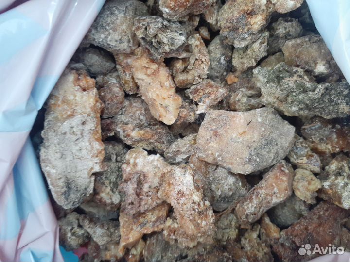 Живица (Ёлка)