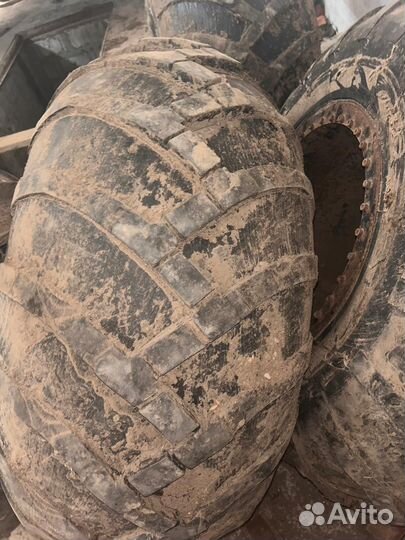 Шины ободрыши