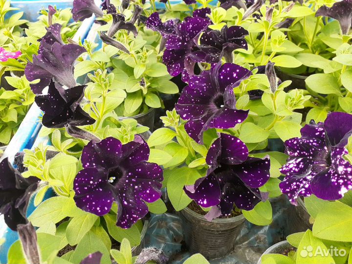 Рассада петунии