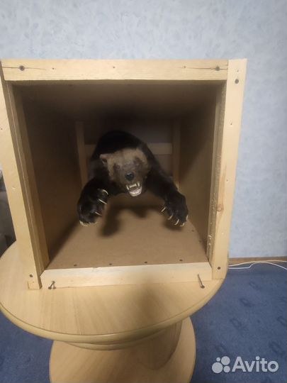 Чучело рассомахи на медальоне