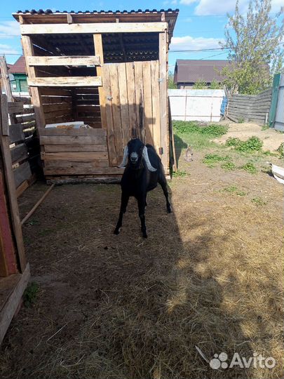 Вязка козел