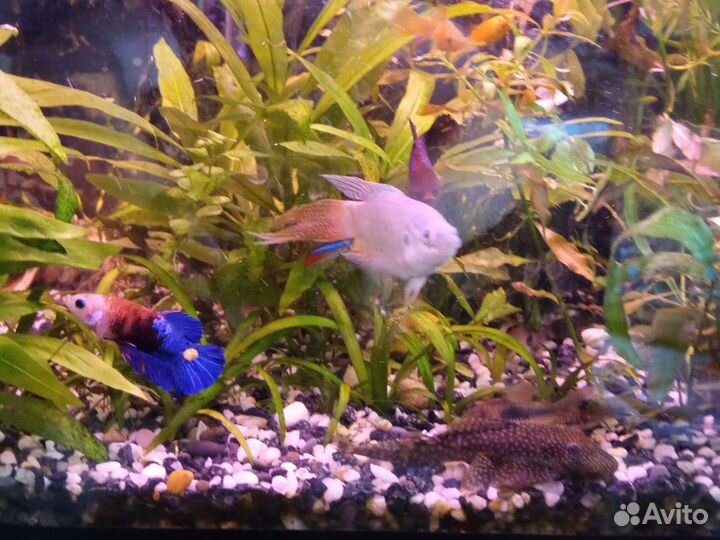 Аквариумные рыбки, растения